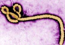 CARPHA says Regional Ebola Virus Disease Simulation Exercise ‘Hummingbird’ a Success