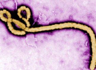 CARPHA says Regional Ebola Virus Disease Simulation Exercise ‘Hummingbird’ a Success