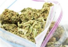 Inspectorate VSA is working on draft policy for medical marijuana