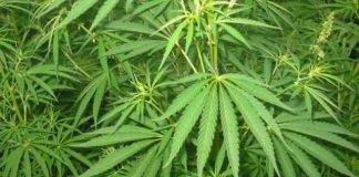 Four nabbed after massive marijuana find