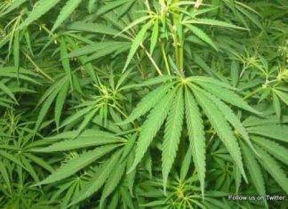 Four nabbed after massive marijuana find