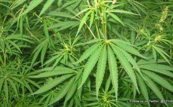 Four nabbed after massive marijuana find