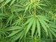 Four nabbed after massive marijuana find