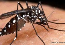 CPS Reminder: Stop Mosquitos from Breeding by Eliminating Stagnant Water
