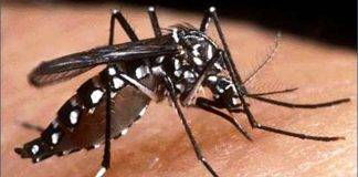 CPS calls on population to eliminate mosquito breeding grounds as region a potential risk for now Zika mosquito disease
