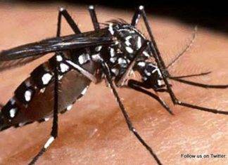 CPS calls on population to eliminate mosquito breeding grounds as region a potential risk for now Zika mosquito disease