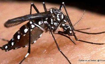 Stop Mosquitos from Breeding by Eliminating Stagnant Water
