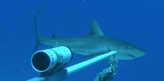 Dutch Researchers Assisting Nature Foundation in Shark and Ray Research