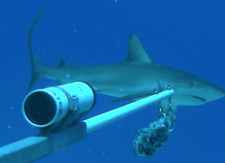 Dutch Researchers Assisting Nature Foundation in Shark and Ray Research