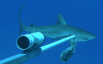 Dutch Researchers Assisting Nature Foundation in Shark and Ray Research
