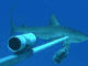 Leading shark protection in the Caribbean