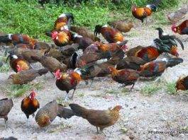 Importers Dumping Local Chicken – NCA President