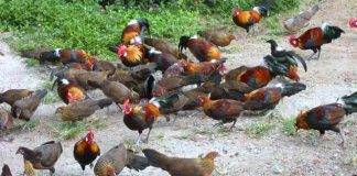 Importers Dumping Local Chicken – NCA President