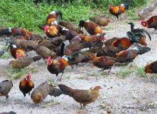 Importers Dumping Local Chicken – NCA President