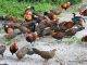 Importers Dumping Local Chicken – NCA President