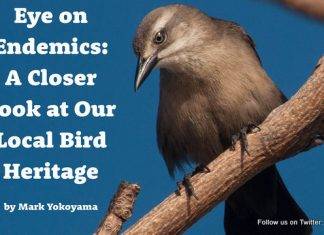 Free Bird eBook Released for Endemic Animal Festival