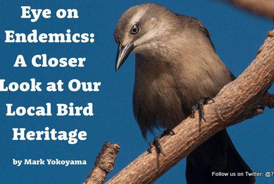 Free Bird eBook Released for Endemic Animal Festival
