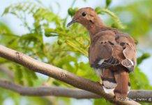 Caribbean Endemic Bird Festival Highlights Habitat Restoration