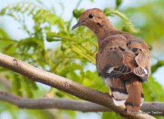 Caribbean Endemic Bird Festival Highlights Habitat Restoration