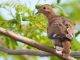 Caribbean Endemic Bird Festival Highlights Habitat Restoration