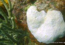 Nature Foundation Concerned Over Bleaching Potential for Coral in the Marine Park Nature Foundation initiates Coral Bleaching Response Plan