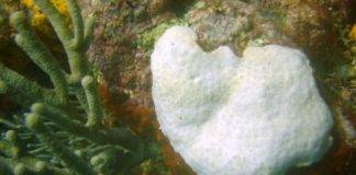 Nature Foundation Concerned Over Bleaching Potential for Coral in the Marine Park Nature Foundation initiates Coral Bleaching Response Plan