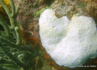 Nature Foundation Concerned Over Bleaching Potential for Coral in the Marine Park Nature Foundation initiates Coral Bleaching Response Plan