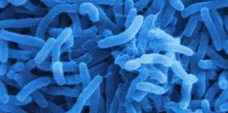 PAHO issues update on Cholera in the Americas. CPS advises travellers to Haiti and Dominican Republic to take preventative measures