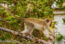 Nature Foundation Recommends Actions Against Monkey Population