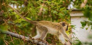 Nature Foundation Recommends Actions Against Monkey Population