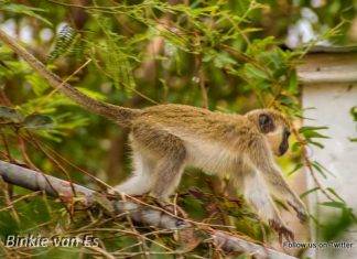 Nature Foundation Recommends Actions Against Monkey Population