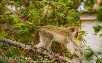 Nature Foundation Recommends Actions Against Monkey Population