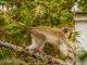 Nature Foundation Recommends Actions Against Monkey Population