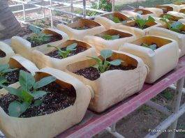 Spaceless Gardens, Tzu Chi team up for 'Eco Tourism Agricultural Learning'