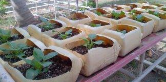 Spaceless Gardens, Tzu Chi team up for 'Eco Tourism Agricultural Learning'