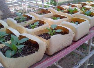 Spaceless Gardens, Tzu Chi team up for 'Eco Tourism Agricultural Learning'
