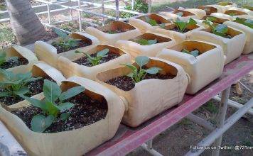 Spaceless Gardens, Tzu Chi team up for 'Eco Tourism Agricultural Learning'