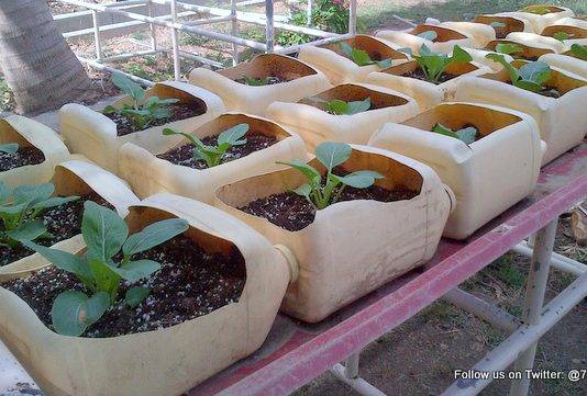 Spaceless Gardens, Tzu Chi team up for 'Eco Tourism Agricultural Learning'