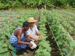 SAN JUAN: St. Kitts Bans Agricultural Products from Dominican Republic