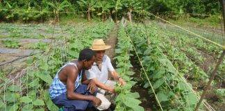 SAN JUAN: St. Kitts Bans Agricultural Products from Dominican Republic