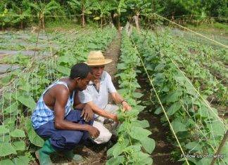 SAN JUAN: St. Kitts Bans Agricultural Products from Dominican Republic
