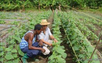 SAN JUAN: St. Kitts Bans Agricultural Products from Dominican Republic