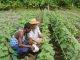 SAN JUAN: St. Kitts Bans Agricultural Products from Dominican Republic