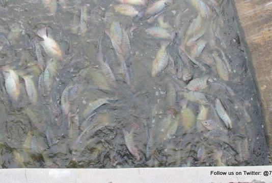 The Nature Foundation carried out its bi-annual water quality tests