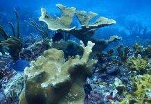 LETTER TO THE EDITOR: A Plea to Save the Statia Marine Park