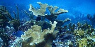 LETTER TO THE EDITOR: A Plea to Save the Statia Marine Park