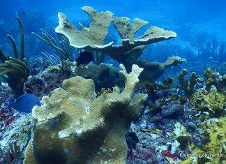 LETTER TO THE EDITOR: A Plea to Save the Statia Marine Park