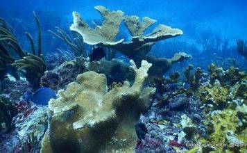 LETTER TO THE EDITOR: A Plea to Save the Statia Marine Park