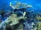 LETTER TO THE EDITOR: A Plea to Save the Statia Marine Park