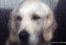 Animal Defenders Sint Maarten Donates Dog House Shelters to Needy Families and Their Pets